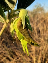Crotalaria cunninghamii