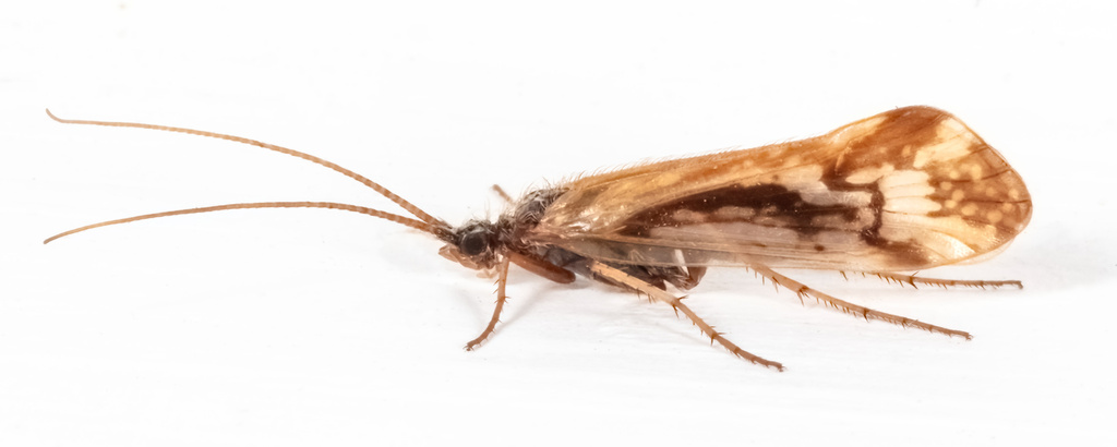 Limnephilus dispar