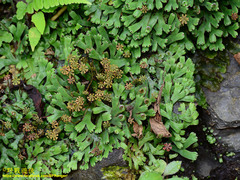 Marchantia emarginata