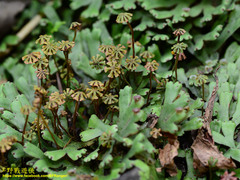 Marchantia emarginata