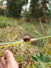 Novisuccinea strigata