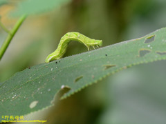 Pingasa ruginaria pacifica