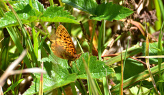 Boloria epithore