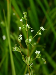 Galium trifidum columbianum