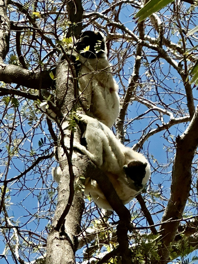 Crowned Sifaka