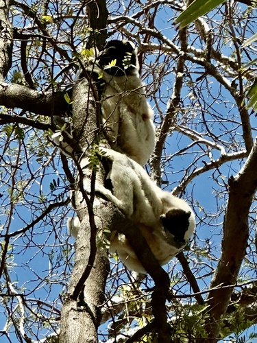 Crowned Sifaka