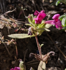 Diplacus constrictus
