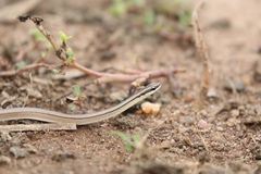 Image of Lygophis lineatus