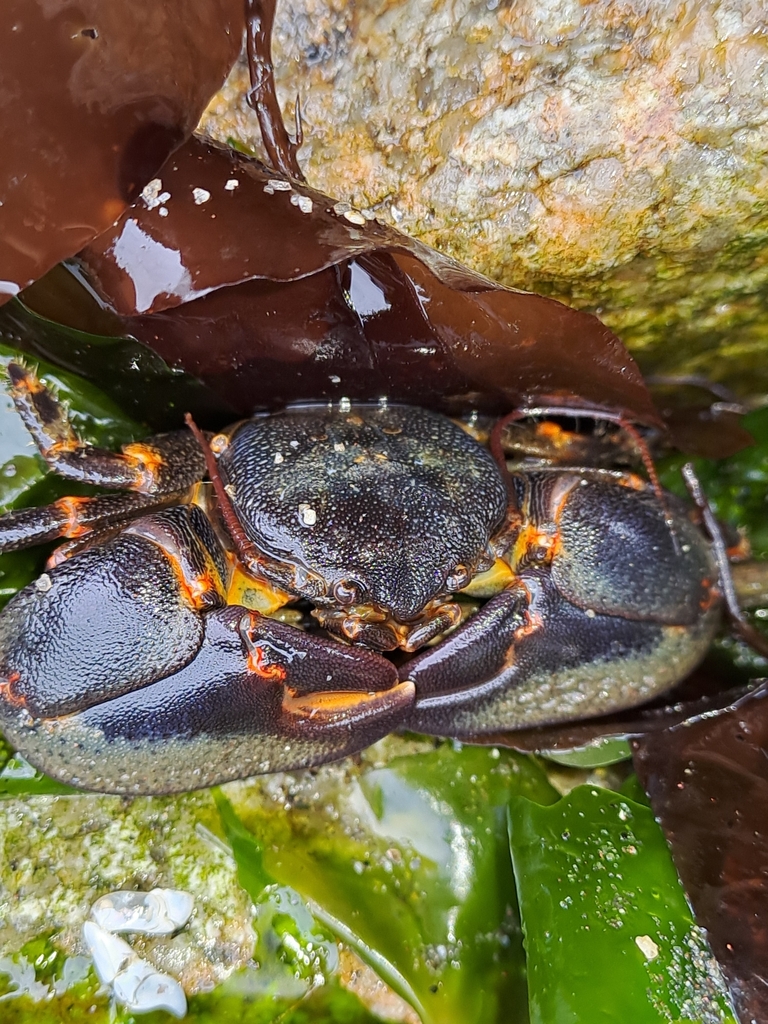 Petrolisthes laevigatus