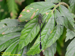 Leptogomphus sauteri formosanus