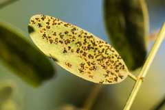 Pucciniaceae