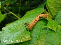 Lepidoptera