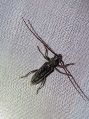 Elaphidion