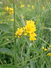 Lysimachia vulgaris