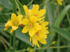 Lysimachia vulgaris