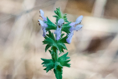 Stachys stebbinsii