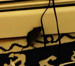 Microtus pennsylvanicus pennsylvanicus