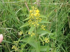Lysimachia vulgaris