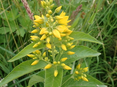 Lysimachia vulgaris