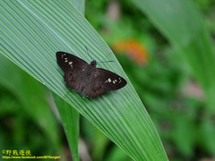 Seseria formosana