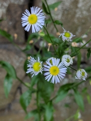 Erigeron annuus