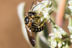 Halictus farinosus