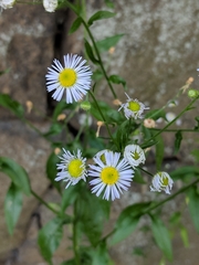 Erigeron annuus