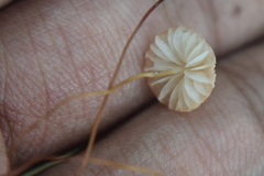 Marasmius bambusiniformis