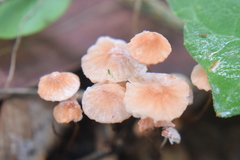 Marasmius bambusiniformis
