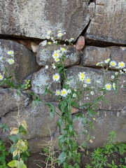 Erigeron annuus