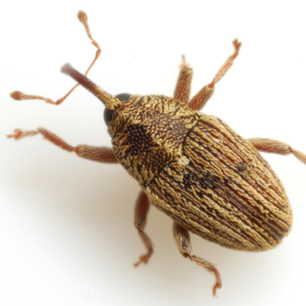Centrinopus helvinus