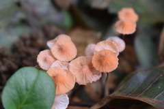 Marasmius bambusiniformis