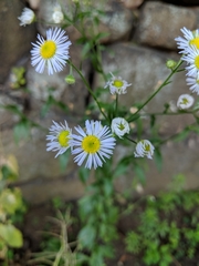 Erigeron annuus
