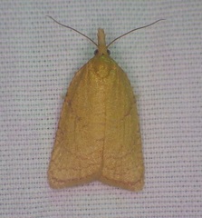 Sparganothis senecionana