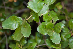 Quercus agrifolia agrifolia