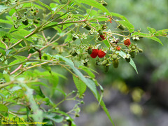 Rubus fraxinifolius