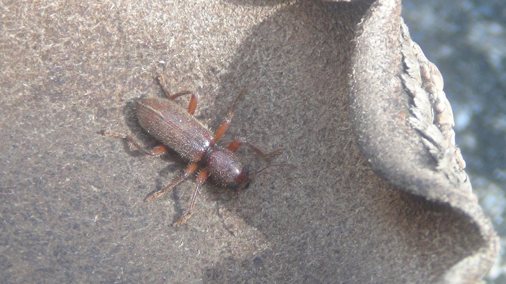 Xenorthrius incarinipes