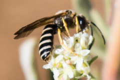 Halictus farinosus