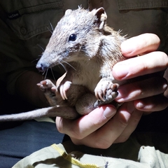 Golden Bandicoot photo 4