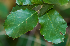 Quercus agrifolia agrifolia