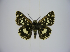 Ernsta dromus