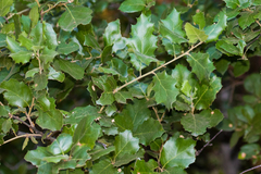 Quercus agrifolia agrifolia