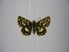 Ernsta dromus