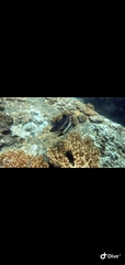 Platax boersii
