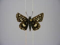 Ernsta dromus