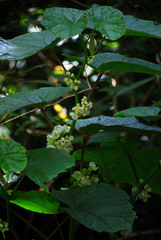Begonia longifolia