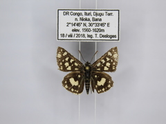 Ernsta dromus