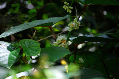 Begonia longifolia
