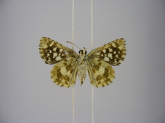 Ernsta dromus