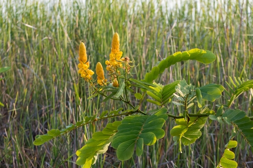 Senna alata